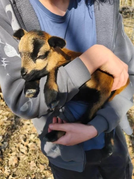 Na farmě 4