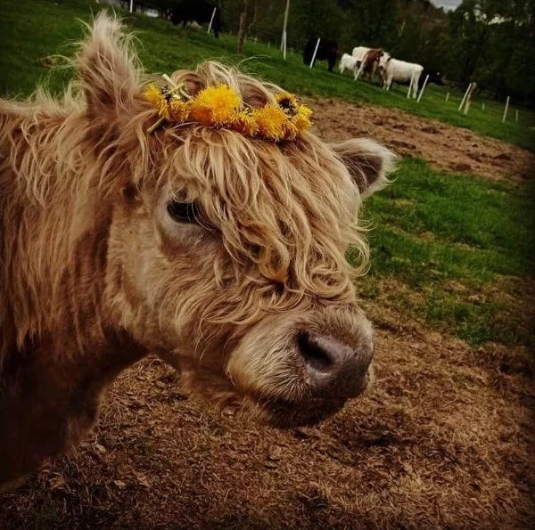 Na farmě 9